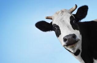 牛牛色在线精品久久99,一场视觉与情感的盛宴